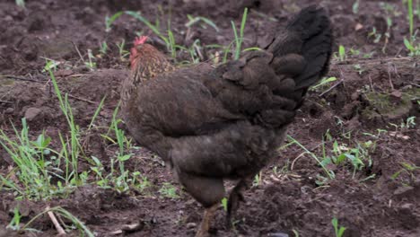 chicken eating seeds wide view