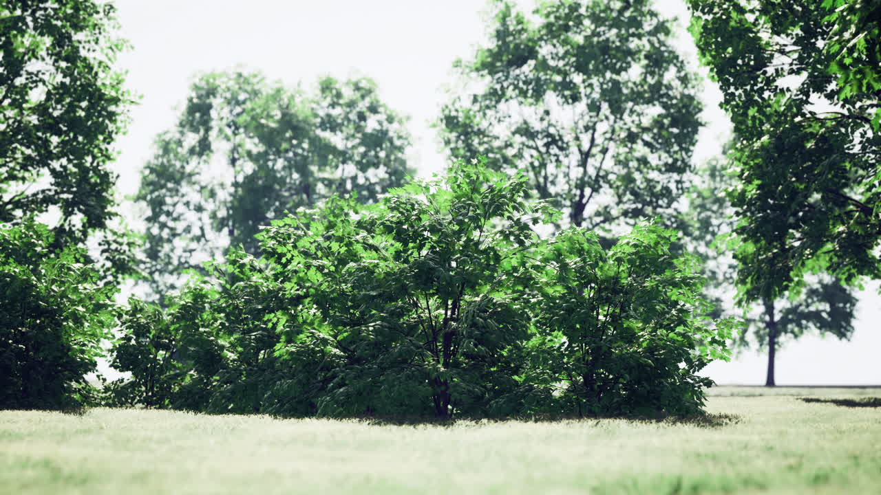 Lush greenery with shrubs and trees in a bright outdoor setting