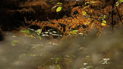 Hojas-De-Helecho-Secas-Amarillentas-Que-Se-Mecen-En-El-Viento,-Bosque-De-Pinos-En-Otoño,-Concepto-Natural-De-Otoño,-Profundidad-De-Campo-Poco-Profunda,-Fondo-De-Bosque-Místico,-Tiro-Medio-Distante-De-Mano