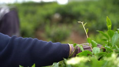 dark-skinned woman with many bracelets on her wrist picks the green tea leaves without gloves on a tea plantation in sri lanka. close up shot