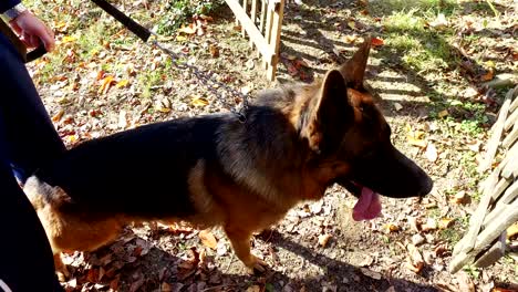 man and shepherd dog walk in the park. he keeps the dog on the leash.