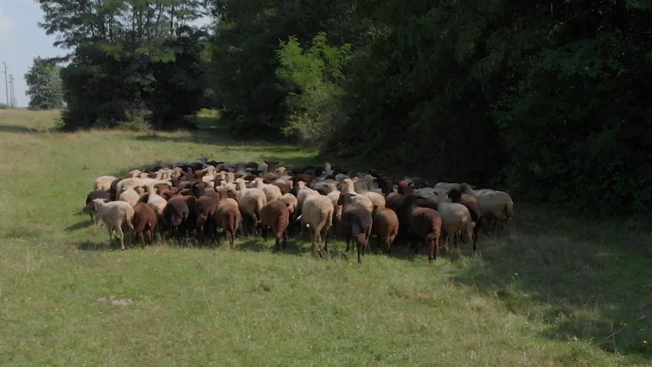 Gregge di pecore in un campo verde accanto a una foresta-6