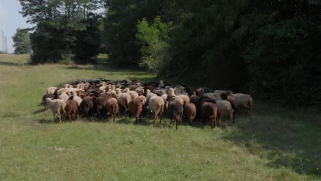 Rebaño-De-Ovejas-En-Campo-Verde-Junto-Al-Bosque-6