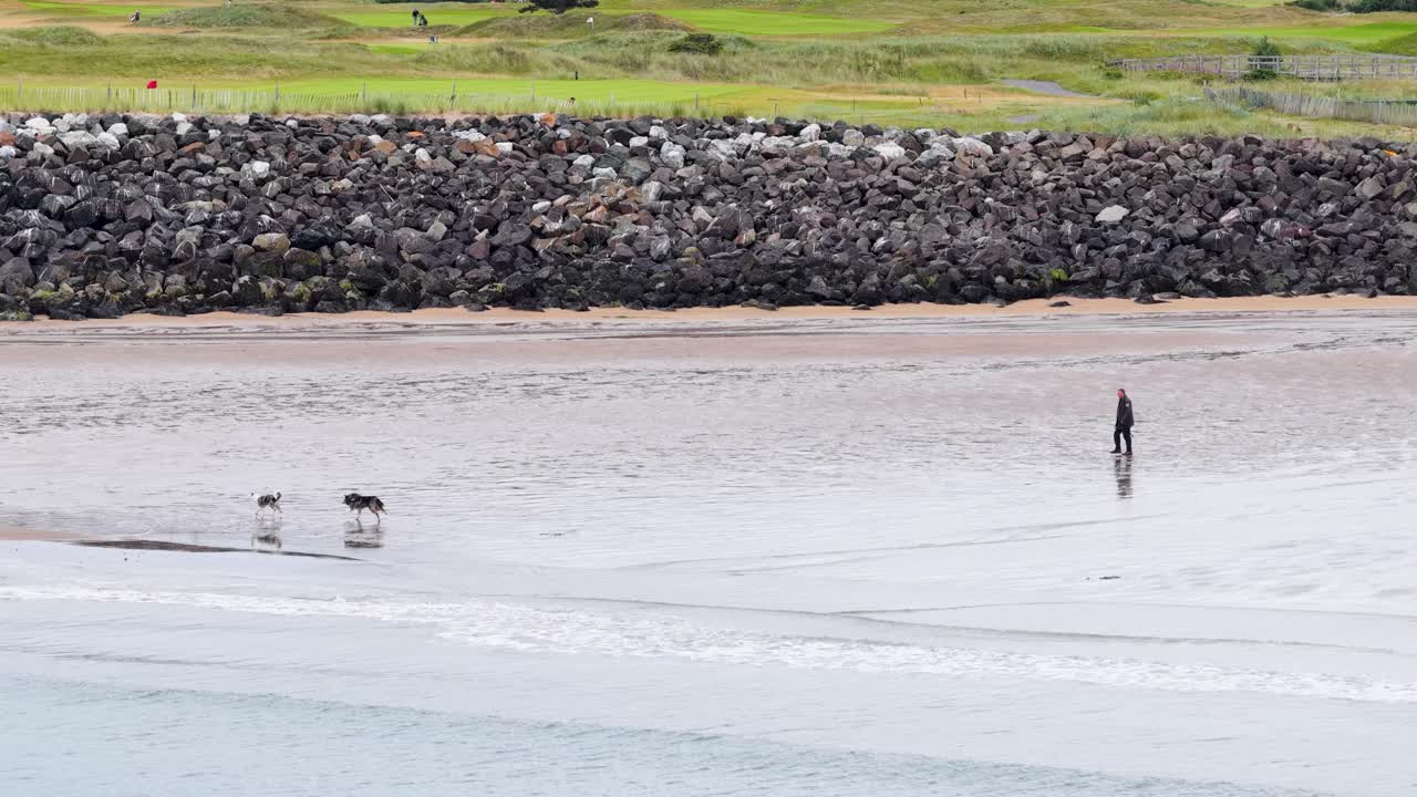 Wide shot of man and two dogs walking on sandy beach, overcast sky, steady camera