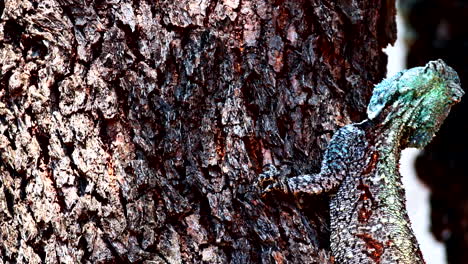 close-up of a colorful lizard on a tree trunk