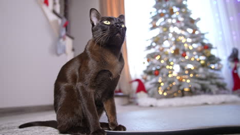 Lovely black domestic cat with shining fur sitting in front of camera. Beautiful feline looking surprised with its big yellow eyes. Christmas tree in blur at the background.