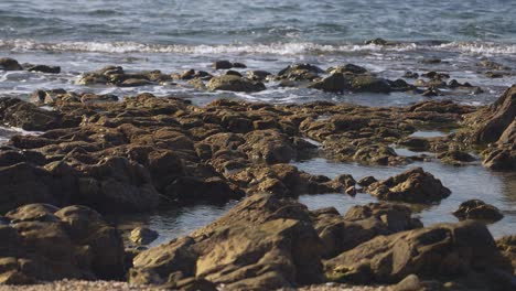 Meeresfelsen-In-Zeitlupe-Mit-Herumlaufenden-Strandläufervögeln