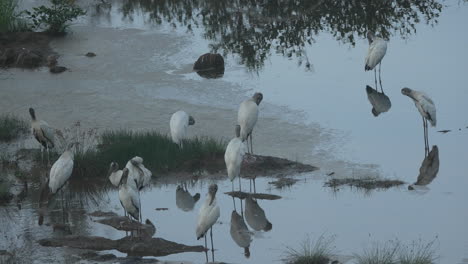 Group of Wood Storks (Mycteria americana) standing and preening in shallow water at Playa Blanca, Panama. Wildlife scene in natural wetland habitat