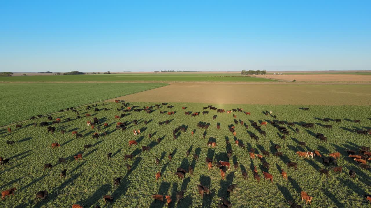 Aerial shot of Aberdeen Angus cattle grazing on open grass field in the afternoon with long shadows