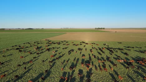 toma aérea de ganado aberdeen angus pastando en un campo de hierba abierto por la tarde con largas sombras