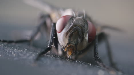 macro extremo de mosca doméstica con zoom lento, resaltando características detalladas y ojos compuestos