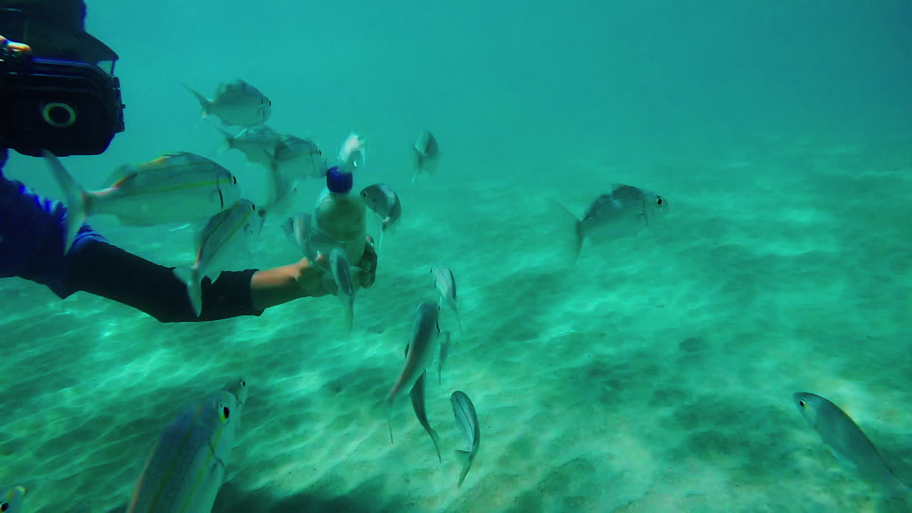 UNDERWATER SLOW MOTION: Detail of man taking photos swimming with various fish