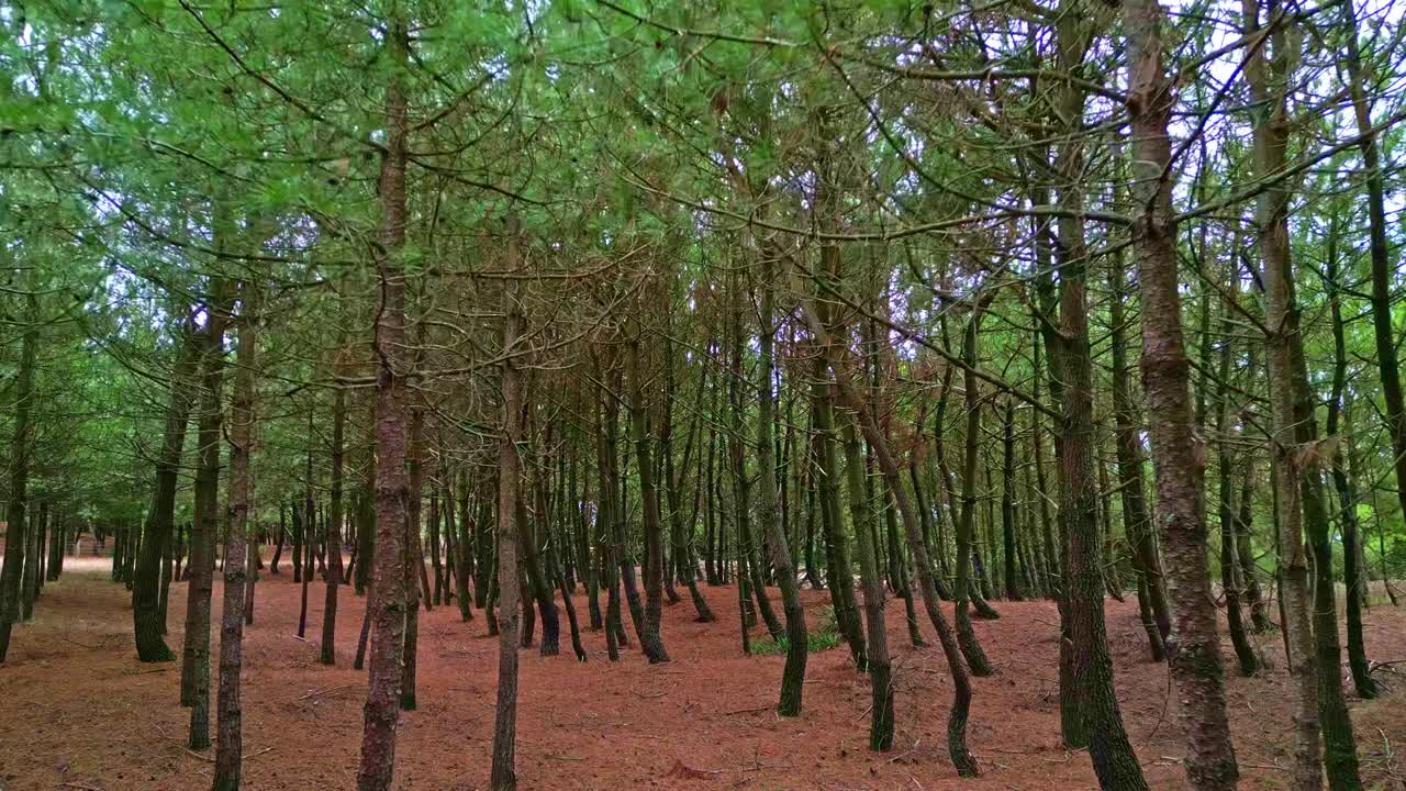 Smooth low-altitude forward drone movement at forest path among pine trees, Saint-Brevin-les-Pins, Loire-Atlantique, France