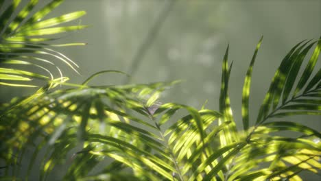 bright-light-shining-through-the-humid-misty-fog-and-jungle-leaves