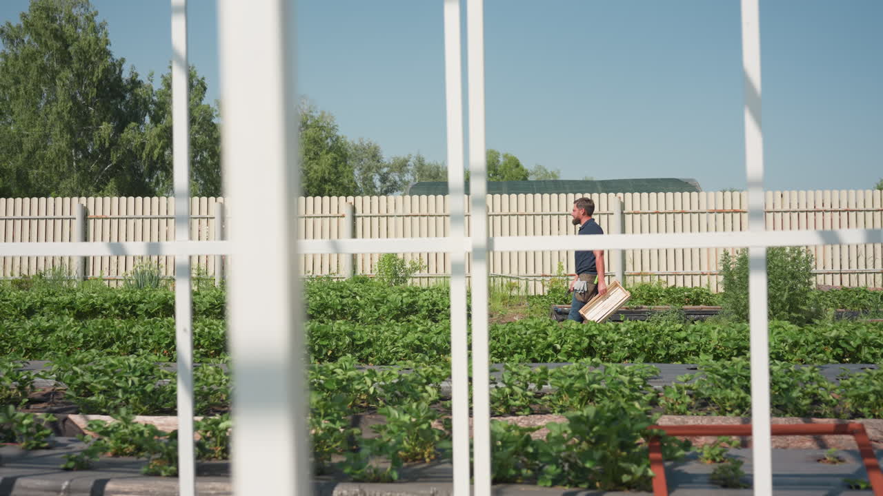 side view of agronomist walking with wooden crate near green crop rows through white frame on sunny day pausing to survey growth and carry tools for field maintenance