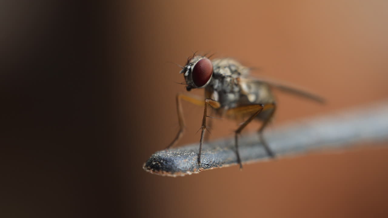 High-detail macro: A house fly's head showing intricate eye structure and bristly exoskeleton