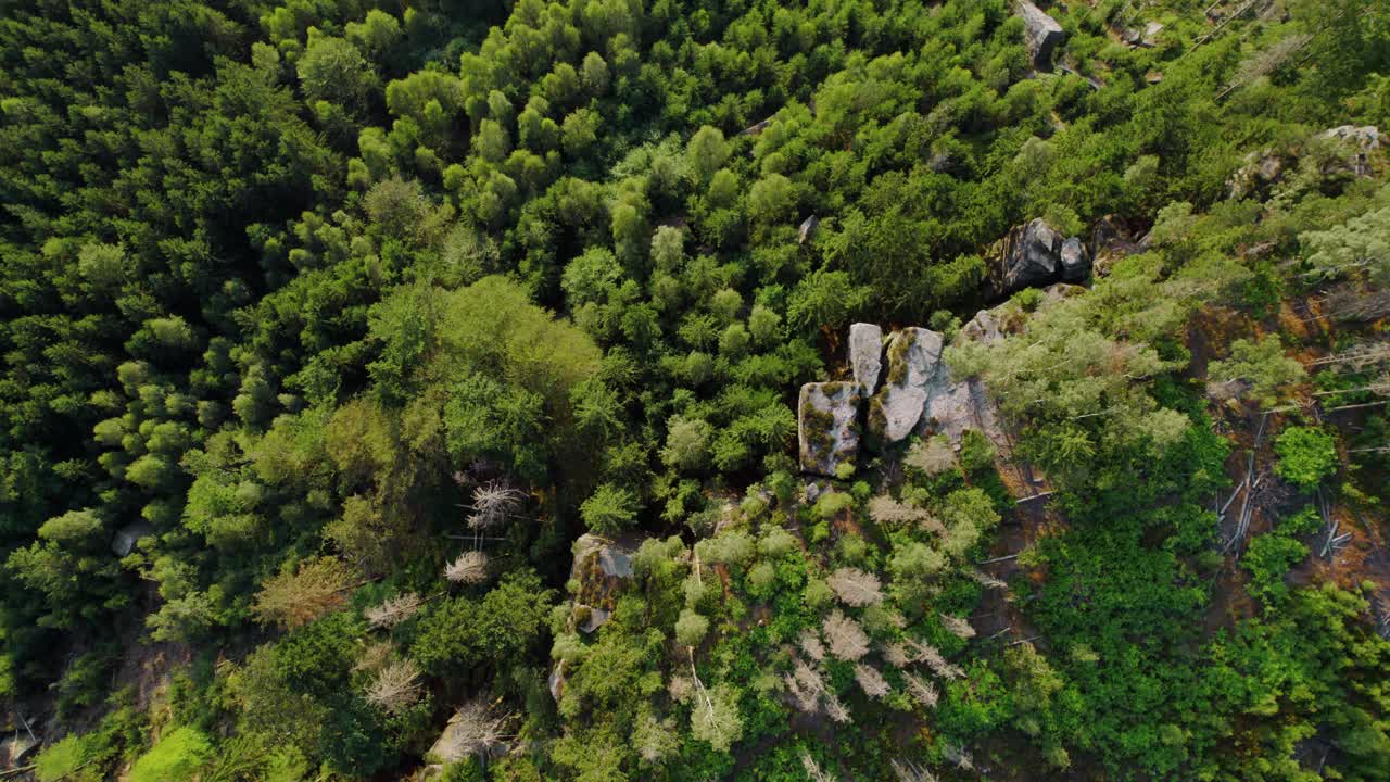 Aerial View of a Forest with Rocks