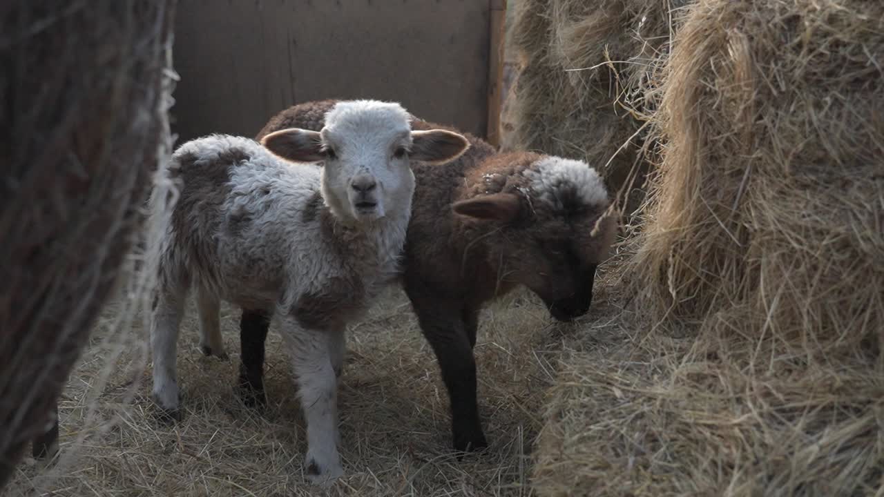 Two young lambs standing inside a straw-filled barn