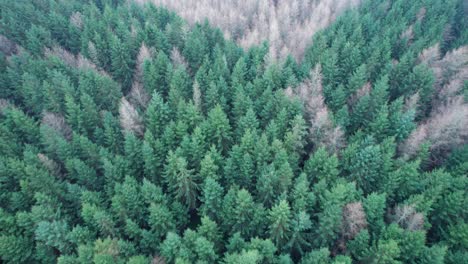 Imágenes-De-Drones-De-Arriba-Hacia-Abajo-De-Madera-De-Pino-Danés,-Silvicultura-De-Pinos---Dolly-En-Tiro