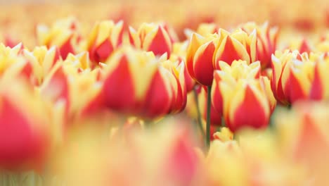 colección de tulipanes coloridos movimiento en la brisa suave, tallos, pétalos