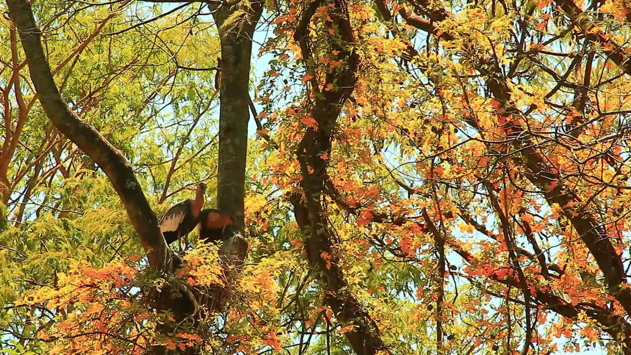 couple, ibis birds, buff-necked ibis, perching in tree nest, sunny mangrove forest, sunlight on sunny vivid day in brasil wildlife, autumn leaves