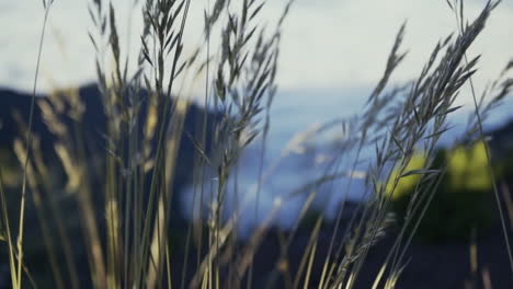 rack focus from tall grass in breeze to cloud covered valley floor, slow motion