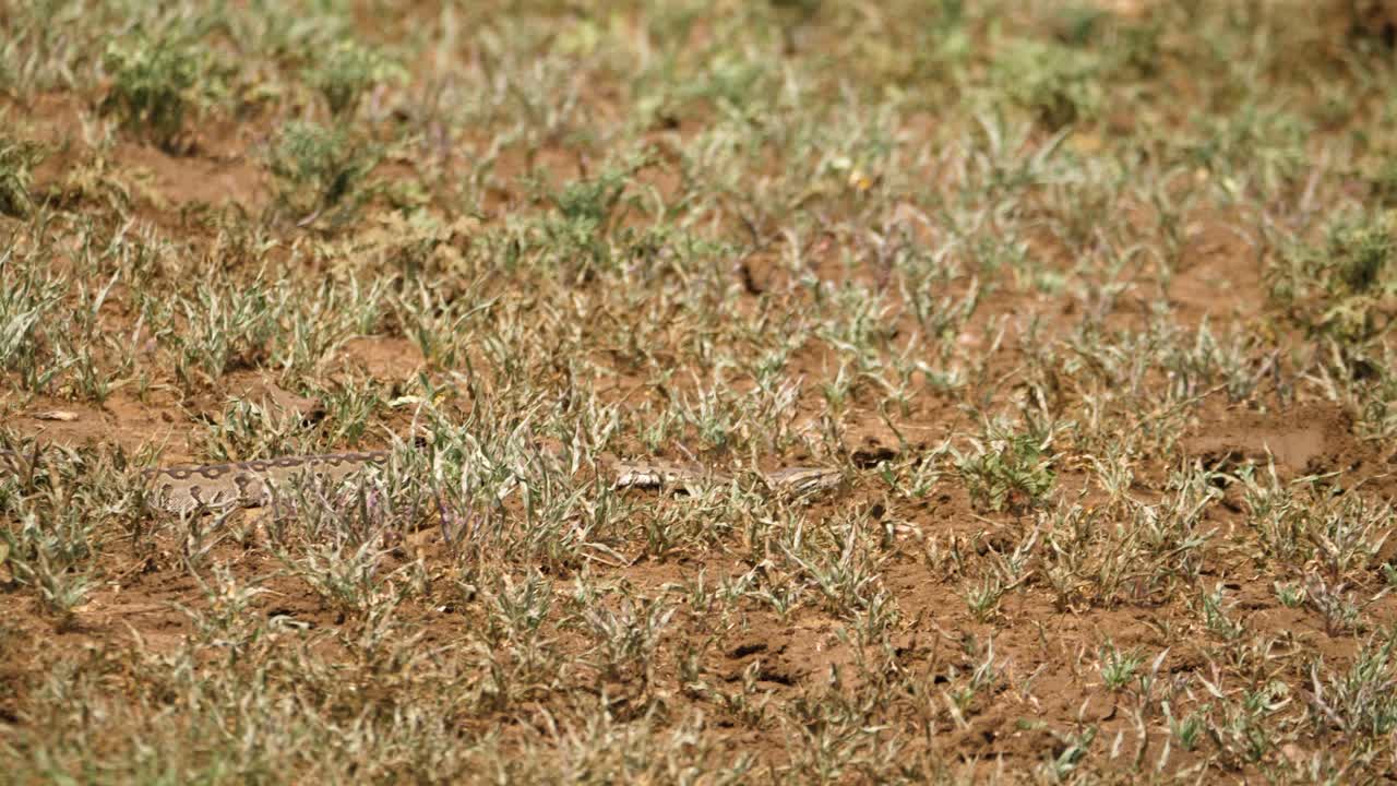 joven serpiente pitón se desliza a través de la hierba corta fangosa en el calor africano
