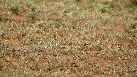 young python snake slithers through muddy short grass in african heat