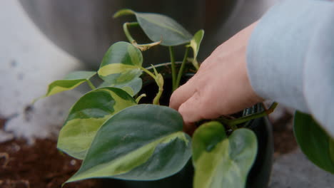 repotting a philodendron plant