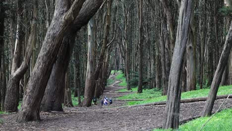 Andy-Goldsworthy's-Wood-Line-Low-Angle-Along-the-Path-in-San-Francisco,-USA