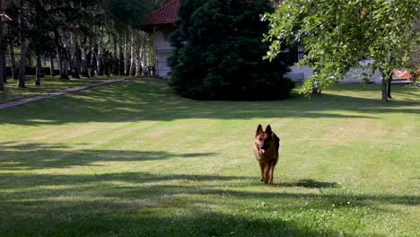 German-Shepherd-dog-laying-over-beautiful-green,-backyard-grass,-full-of-joy