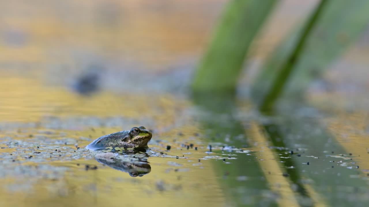 Frog Sitting in Murky Pond Water