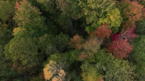 drone flying overhead of a nice forest with a few colors from fall season