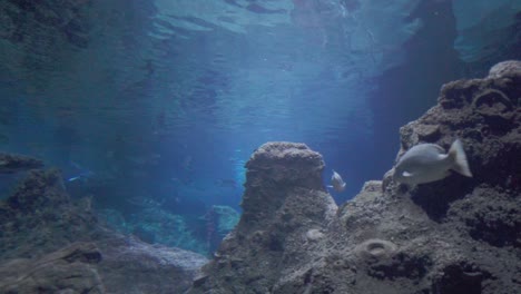 squalo a punta nera che nuota in un acquario con una barriera artificiale