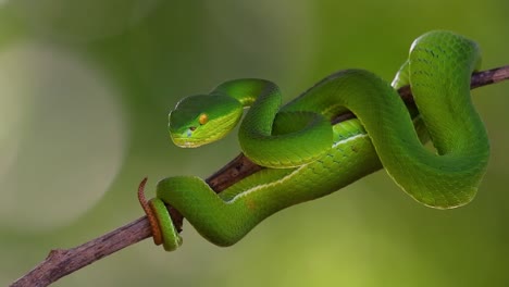 la víbora de labios blancos es una víbora venenosa endémica del sudeste asiático y a menudo se encuentra durante la noche esperando en una rama o rama de un árbol cerca de un cuerpo de agua con muchos alimentos