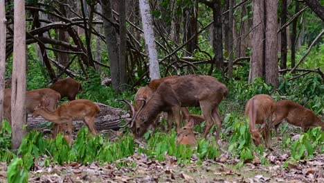 Der-Eldhirsch-Ist-Aufgrund-Von-Lebensraumverlust-Und-Jagd-Eine-Vom-Aussterben-Bedrohte-Art