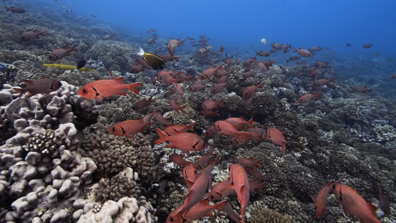 gran escuela de peces soldados rojos en aguas claras en un arrecife de coral tropical, archipiélago de tuamotu, polinesia francesa, pacífico sur
