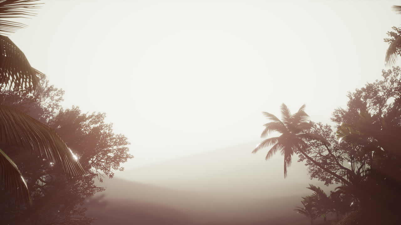 Tropical Palm Rainforest in Fog