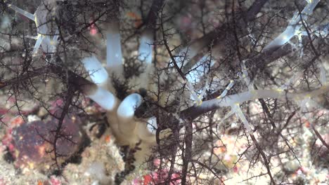 Sea-Cucumber-feeding-by-putting-one-arm-after-another-to-it's-mouth-close-up