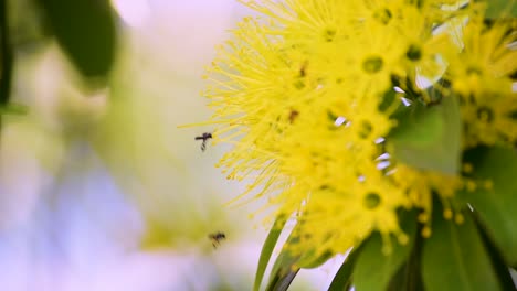 numerous australian black bees buzzing around a yellow blossom collecting pollen