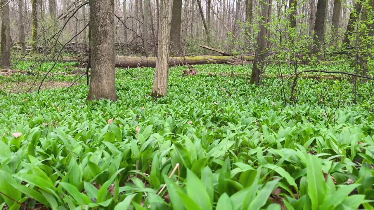 Shot of natural reserve with dense wild garlic covering forest floor among trees during peaceful spring day.