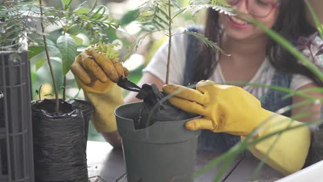 Smiling-girl-potting-an-Australian-Oak-plant