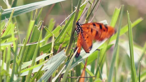Zoom-Out-From-Medium-Shot-of-Butterfly-on-Grass-with-Potential-Mate