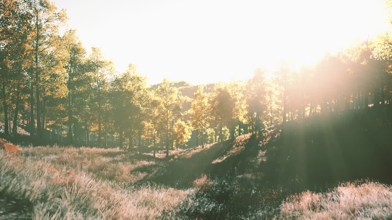 노란색 숲과 함께 산에서 밝은 일몰