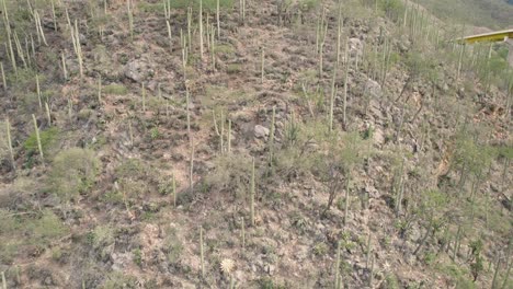 Toma-Aérea-De-Drones-Dando-Vueltas-Sobre-árboles-En-La-Cima-De-Una-Colina