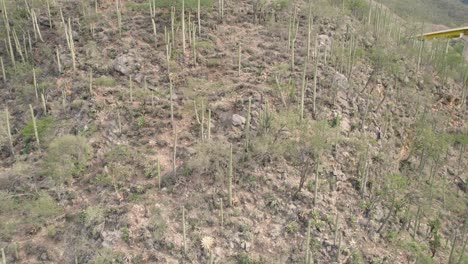 avión no tripulado en círculo aéreo disparo de árboles en la cima de la colina