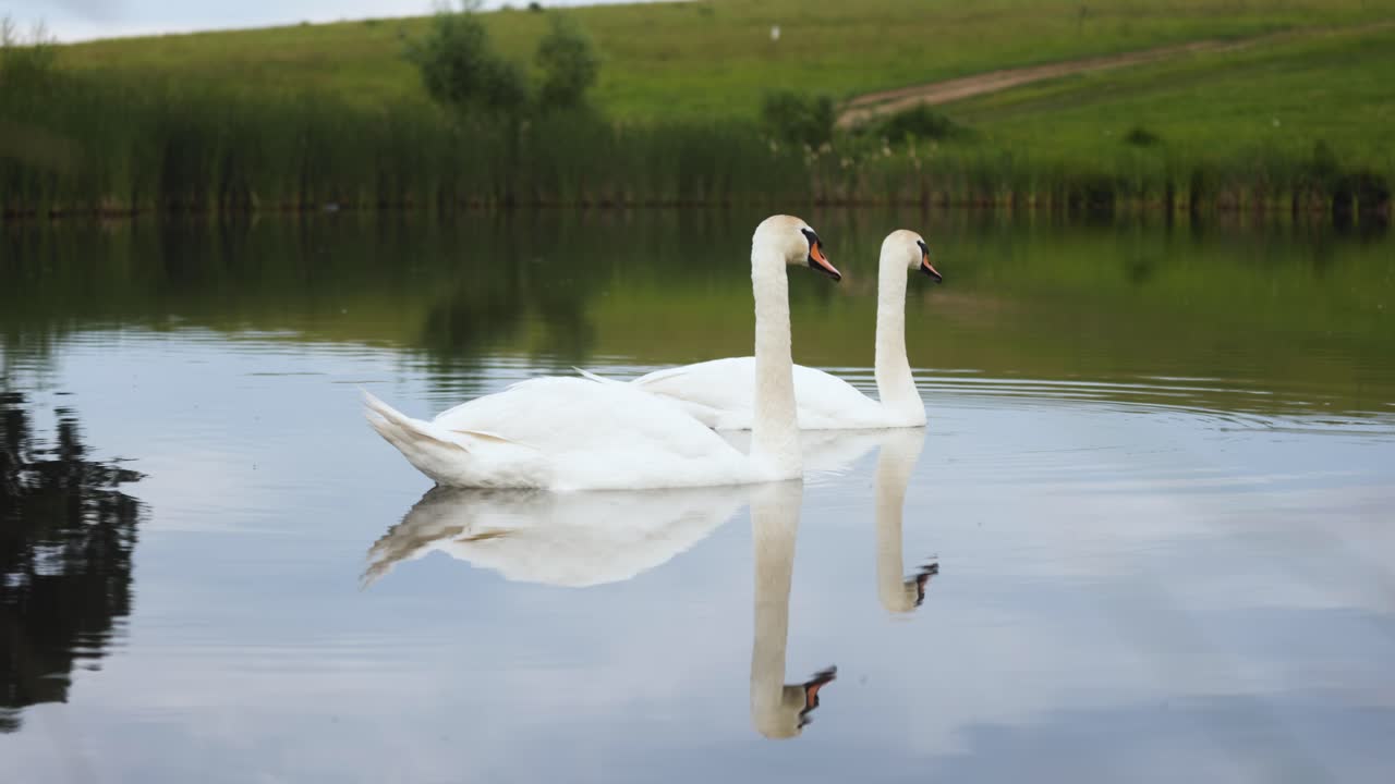 dos cisnes blancos mudos nadan en una superficie pacífica del lago con reflejo