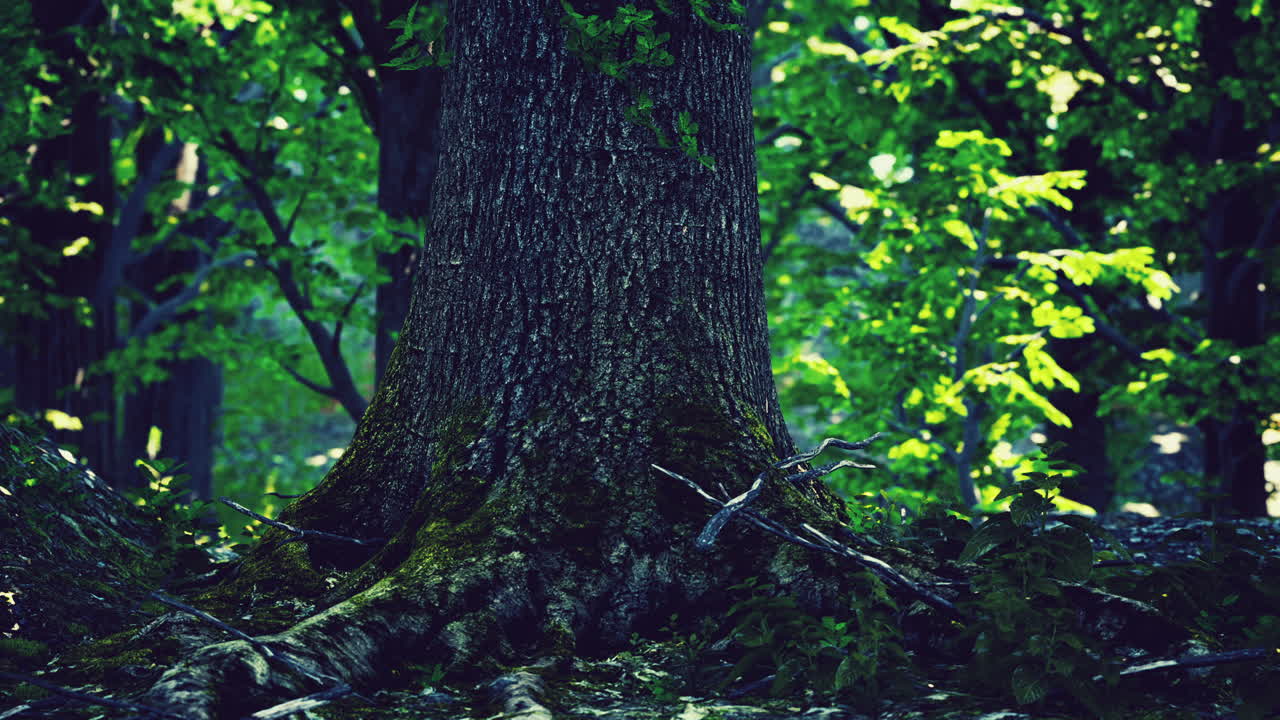 paisaje verde del bosque con el sol proyectando hermosos rayos a través del follaje