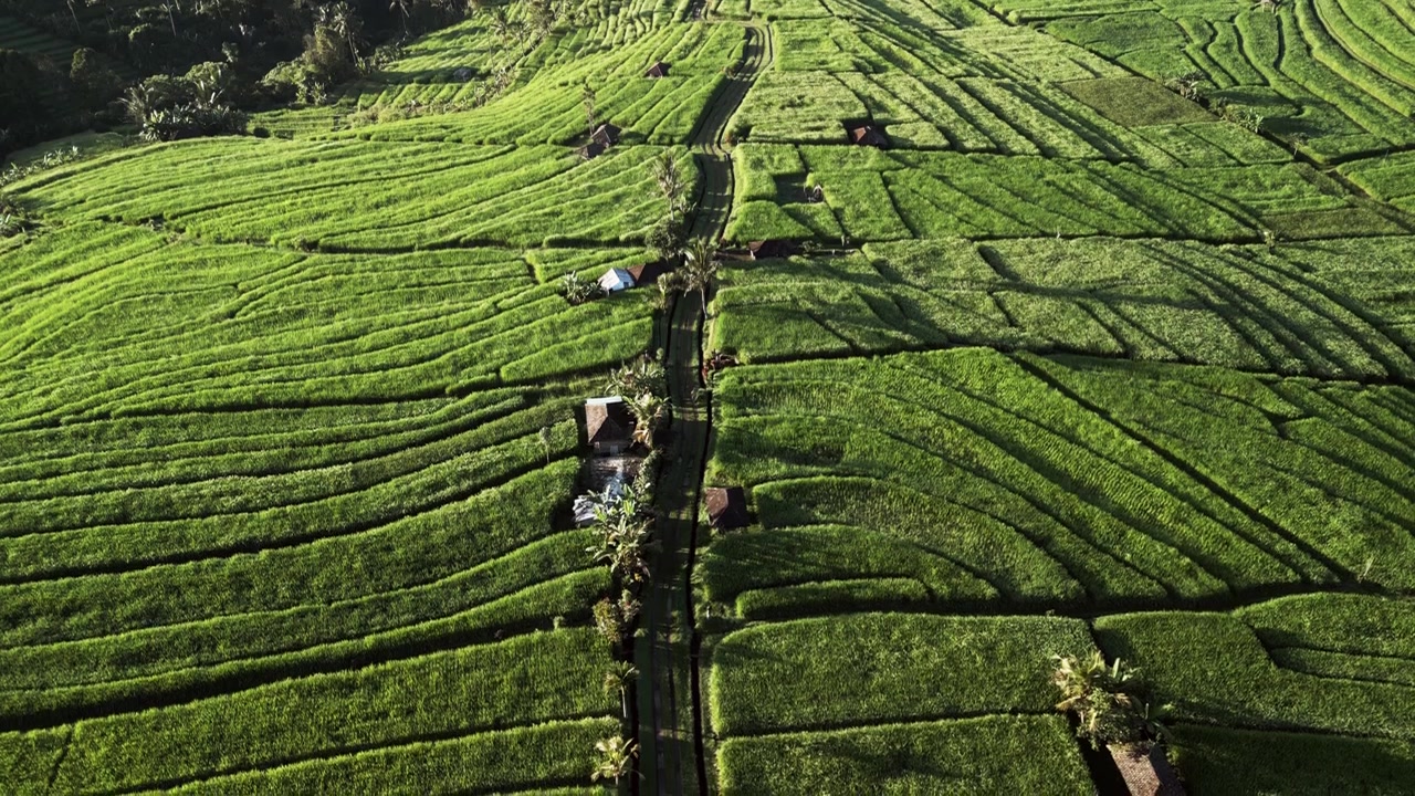 Infinite terrazze di riso verdi bagnate da una luce calda con sentieri tortuosi attraverso il paesaggio tropicale nella rurale Jatiluwih, Bali, filmato aereo con drone
