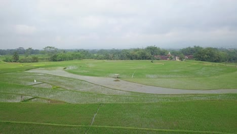 Tiro-De-Dron-Hacia-Atrás-De-Un-Campo-De-Arroz-Inundado-Con-Una-Planta-De-Arroz-Joven-Con-Un-Hermoso-Patrón-En-El-Cielo-Nublado